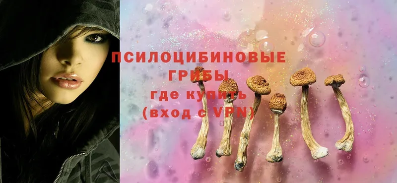 Галлюциногенные грибы Psilocybe  даркнет сайт  Елец 